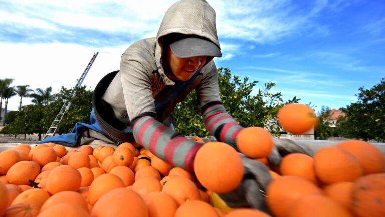 Orange juice industry in crisis