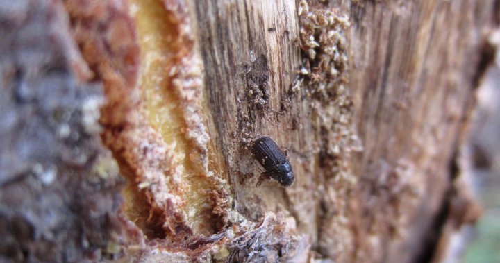 How much did pine beetles stoke conditions for the Jasper