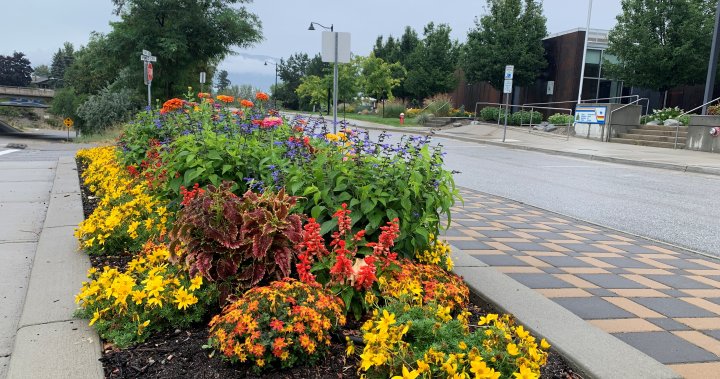 ‘Disheartening thefts from Summerland municipal garden beds on the rise