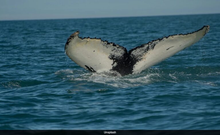 Japan To Now Hunt Second Largest Whale Species