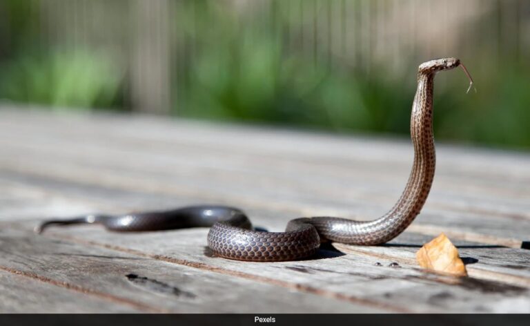 Snake Sparks Massive Power Outage In US, Over 11,000 Residents Left In The Dark