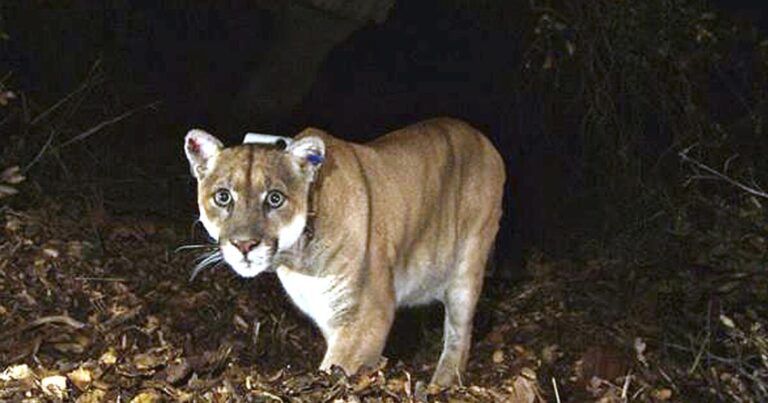 Mountain lion that attacked child had to be killed experts.com2F162Fb72F19ef478844768d5aa48bf598