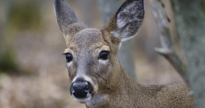 After years of legal battles Montreal suburb kills 64 deer