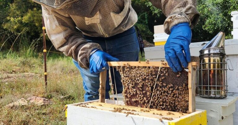 Beekeeper mourns millions of bees killed in Mountain fire.com2F8d2F6a2F537562cf4f229ad650dfbdb4