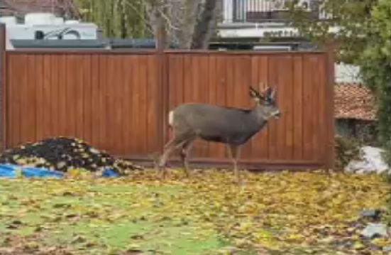 Kelowna BC woman describes frightening deer attack during rutting season