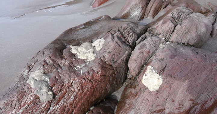 Mysterious beach blobs in Newfoundland identified What scientists found