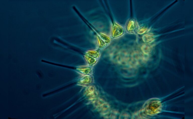 Ocean Plankton Survived Ice Age But May Not Cope With