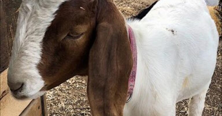 Shasta County to pay 300000 after deputies seize girls goat.com2Fc12F232F7e93da364c8abcb15f2969b5