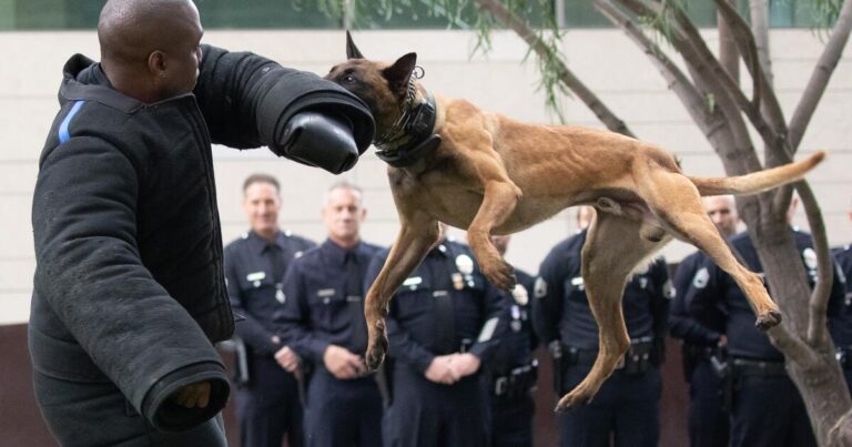 Shoplifter injured by police dog gets a nearly 1 million settlement.com2Fff2F912F0983a7a644ebb3eced1b3062