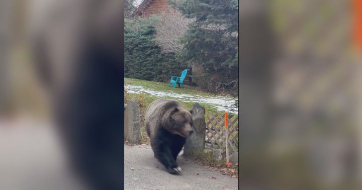 ‘The Boss reminds Canmore residents to remain bear aware