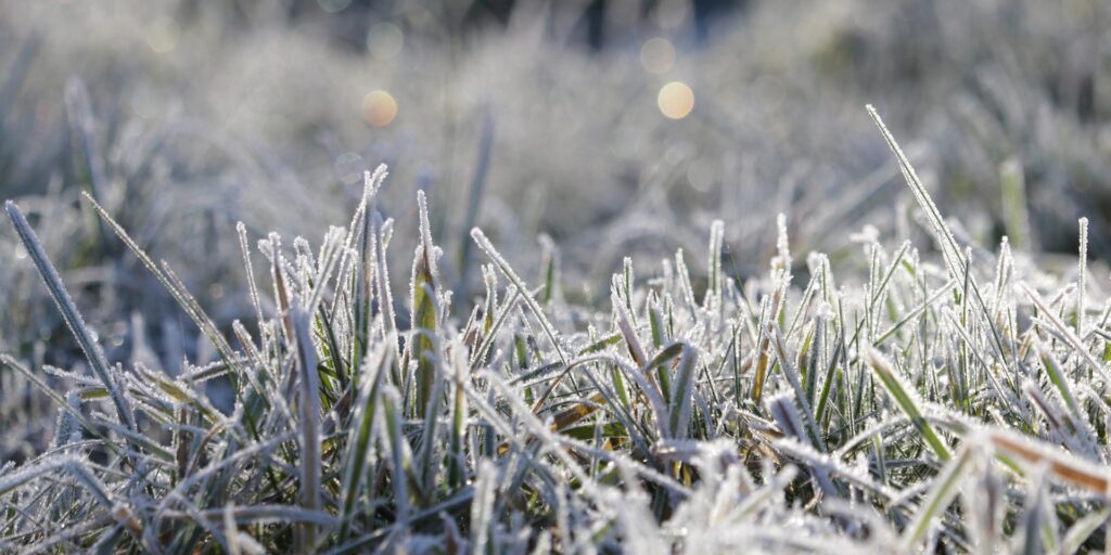 sunlight reflect on frost covered grass